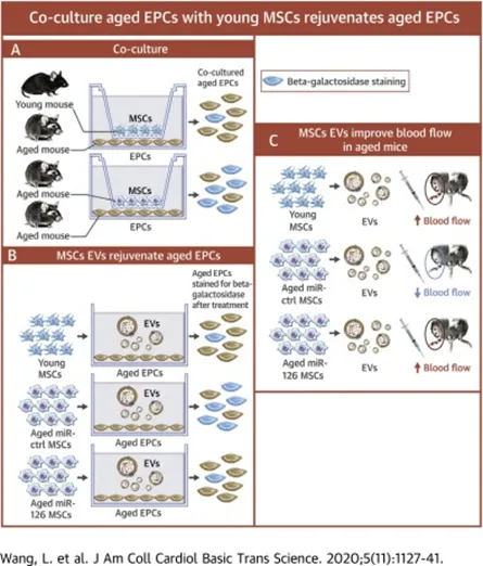 新突破！科学家成功使 53 岁中年女性的皮肤细胞“年轻”30 岁
