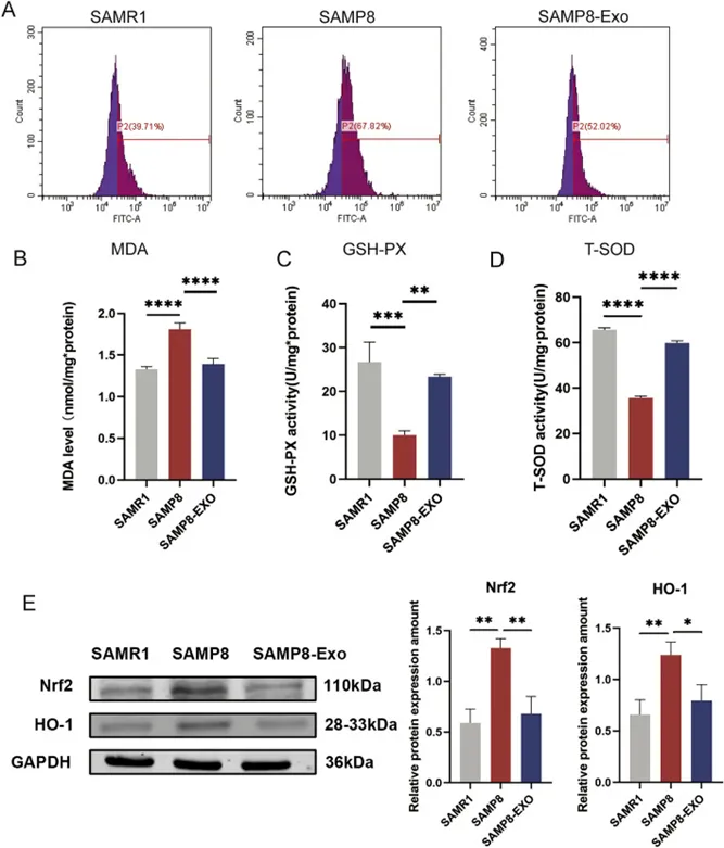 新突破！科学家成功使 53 岁中年女性的皮肤细胞“年轻”30 岁