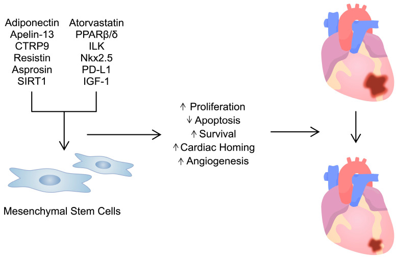 干细胞在治疗心血管疾病中的作用