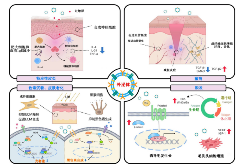 面部抗衰“王者”- 干细胞外泌体