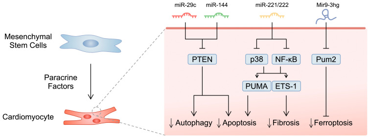 干细胞在治疗心血管疾病中的作用
