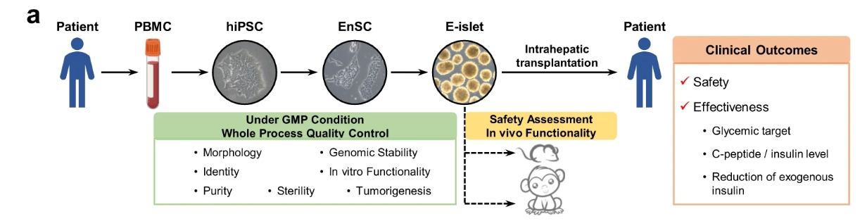 上海长征医院完成世界首例,干细胞治疗 2 型糖尿病,3 月停掉胰岛素,12 月停掉阿卡波糖,14 月停掉二甲双胍 上海长征医院完成世界首例,干细胞治疗 2 型糖尿病,3 月停掉胰岛素,12 月停掉阿卡波糖,14 月停掉二甲双胍