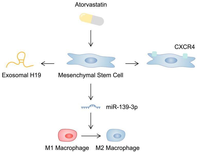 干细胞在治疗心血管疾病中的作用